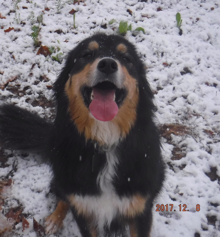 Rocky - December 2017